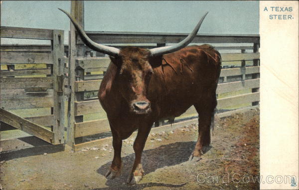 A Texas Steer Cows & Cattle
