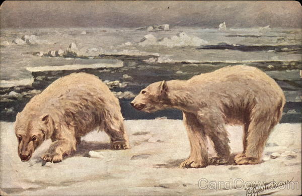 Polar Bears