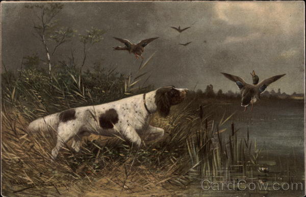 English Setter Points at Ducks Dogs