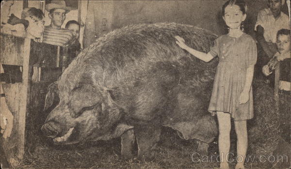 The World's Largest Hog Pigs