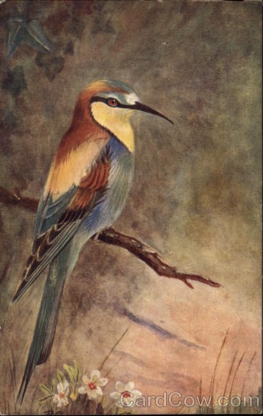 Bee-Eater (Merops apiaster) Birds