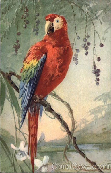 Red Parrot Birds