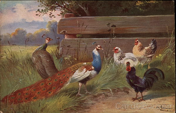 Peacock and Chickens
