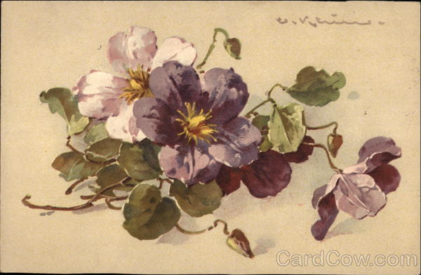 Purple Clematis C. Klein