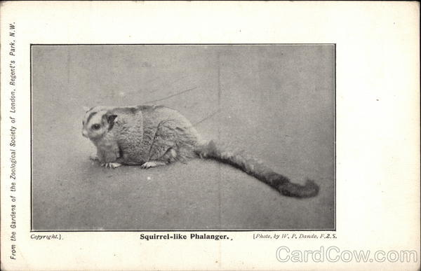 Squirrel-Like Phalanger W. P. Dando