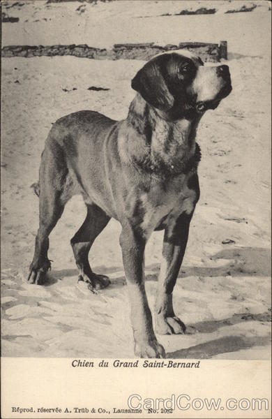 Chien du Grand Saint-Bernard Saint Bernards