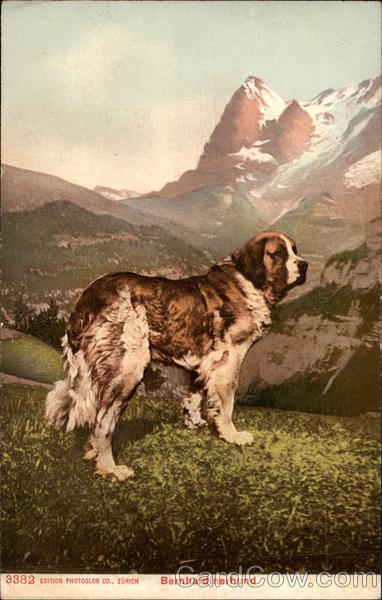 St. Bernard Dog in Alpine Setting Saint Bernards