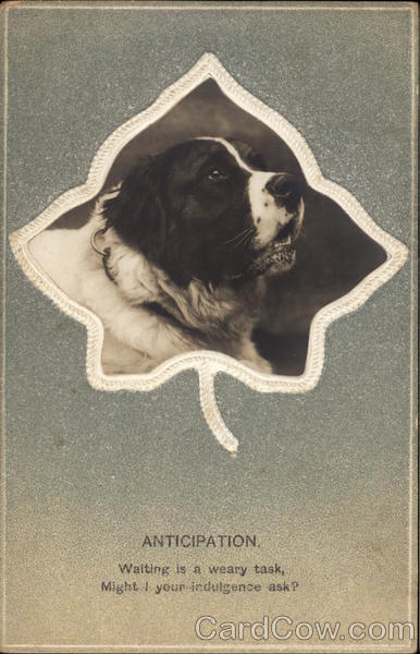 Anticipation Saint Bernards