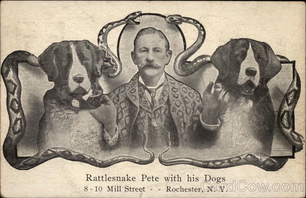 Rattlesnake Pete with his Dogs Saint Bernards