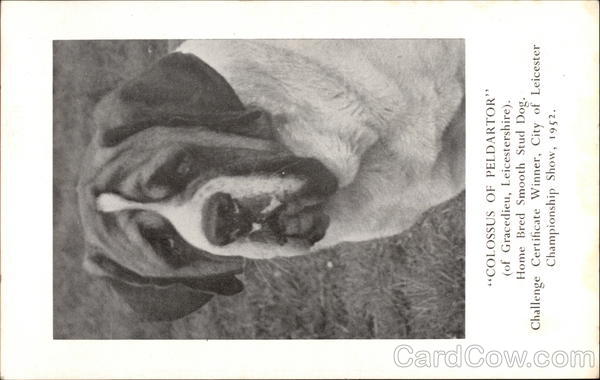 Colossus of Peldartor Saint Bernards