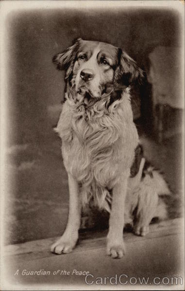 Watchdog: A Guardian of the Peace Saint Bernards