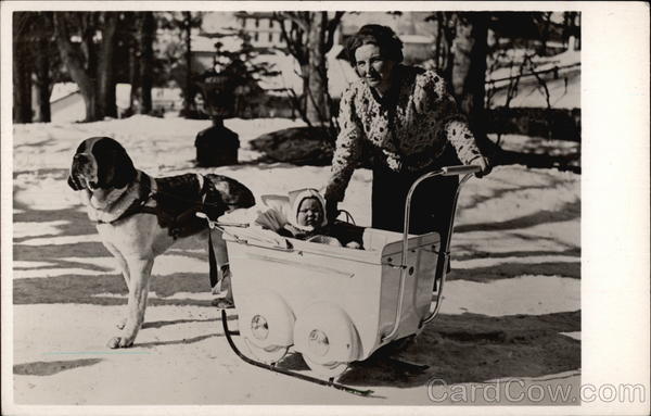 St. Bernard Pulling Child's Sleigh Saint Bernards