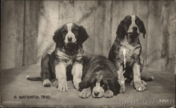 A Watchful Trio Saint Bernards