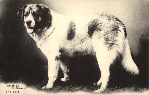 Chien du St-Bernard Saint Bernards
