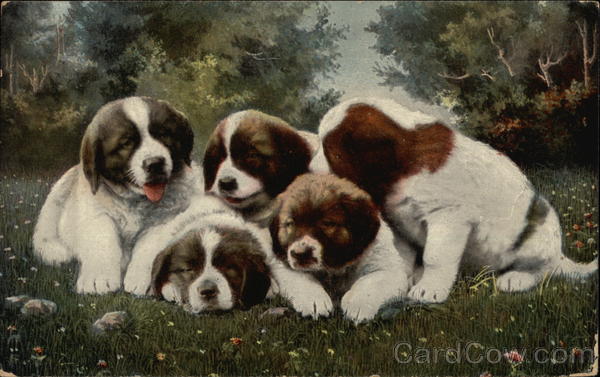 St. Bernard Puppies Saint Bernards