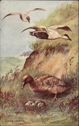 Eider Ducks Postcard