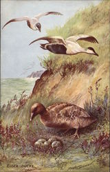 The Eider Duck Postcard