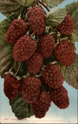 Loganberries Fruit Postcard Postcard