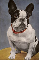 Boston Terrier Dogs Postcard Postcard