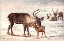 The Arctic Regions, Reindeer Postcard