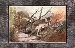 Jumping Mouse Postcard