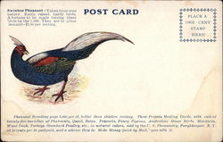 Swinehoe Pheasant Postcard
