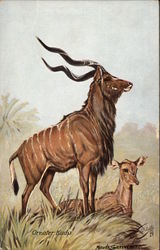 Greater Kudu Antelope Postcard Postcard