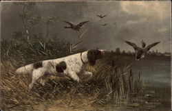 English Setter Points at Ducks Postcard