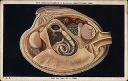 The Anatomy of A Clam Postcard