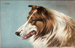 Collie Dogs Postcard Postcard