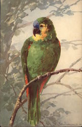 Parrott Postcard
