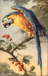 Parrot Postcard