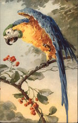 Parrot Birds Postcard Postcard