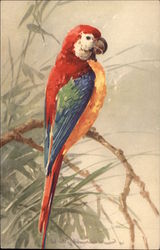 Red, Green, Yellow and Blue Parrot on Branch Birds Postcard Postcard