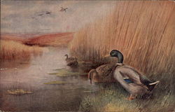 Mallards in the Water Birds Postcard Postcard