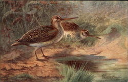 Jack Snipe Postcard