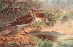 Jack Snipe Postcard