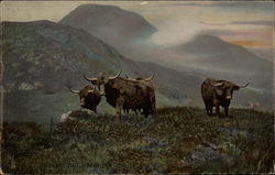 Highland Cattle Postcard