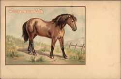 Poney du Shetland Postcard