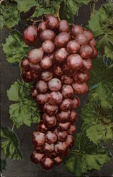 Ripe Red Grapes and Leaves Fruit Postcard Postcard