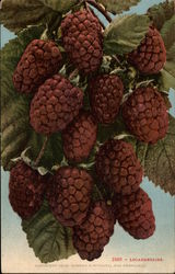 Loganberries Fruit Postcard Postcard