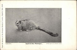 Squirrel-Like Phalanger Postcard Postcard