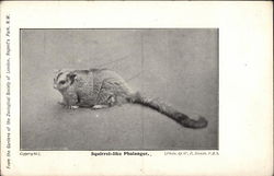 Squirrel-Like Phalanger Postcard