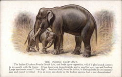 The Indian Elephant Postcard