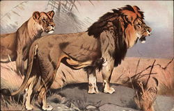 Lion and Lioness Postcard