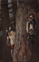 Woodpeckers, Birds of Plumage Series Woodpeckers, Birds of Plumage Series