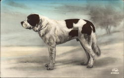 Black and White Dog Postcard
