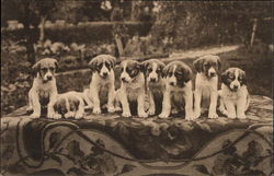 Eight St. Bernard Puppies Eight St. Bernard Puppies