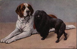 St. Bernard and Black Poodle St. Bernard and Black Poodle