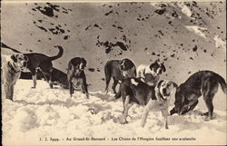 St. Bernard Dogs - Searching an Avalanche Saint Bernards Postcard Postcard